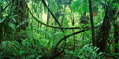 Biodiversity Conservation