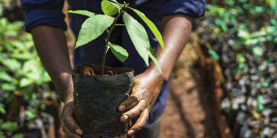 Reforestation and Afforestation NGO