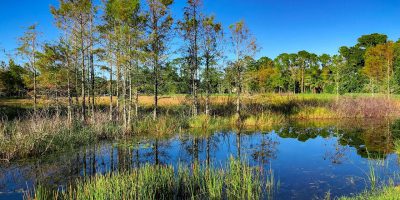 Wetland Projects